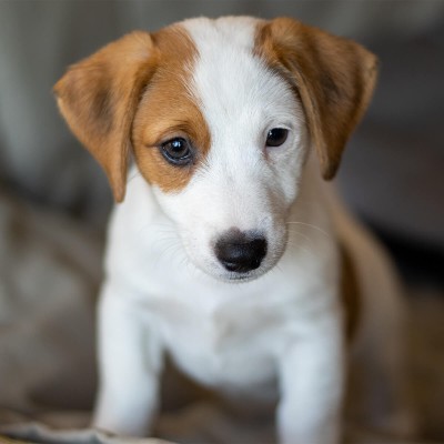 Цуценя Jack Russell Terrier A1