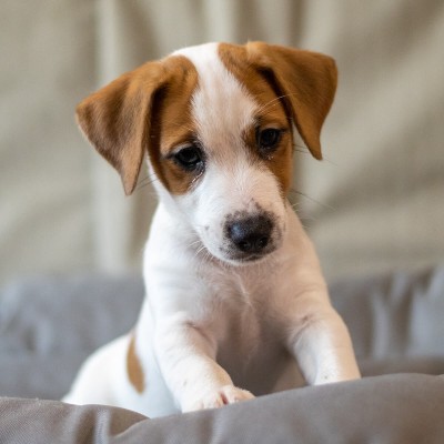 Цуценя Jack Russell Terrier A3