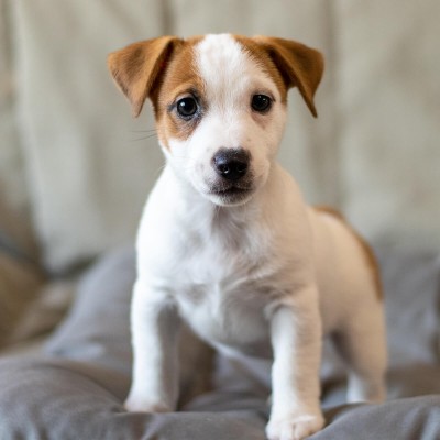 Цуценя Jack Russell Terrier A4