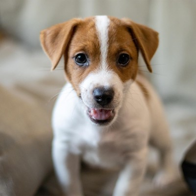 Цуценя Jack Russell Terrier A5