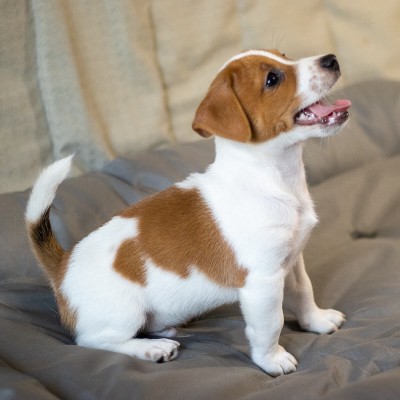 Цуценя Jack Russell Terrier A5