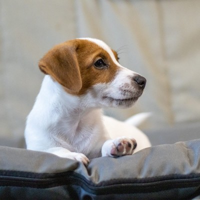 Цуценя Jack Russell Terrier A6