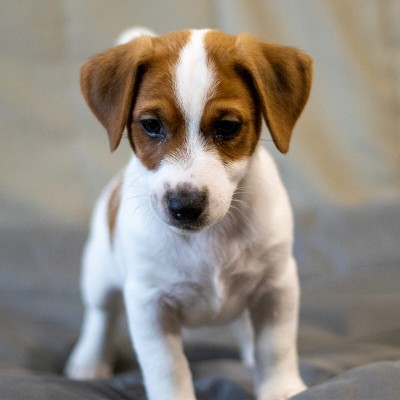 Цуценя Jack Russell Terrier A6