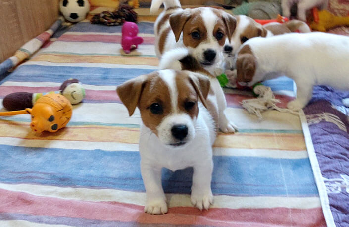 Jack Russell puppy video